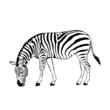black and white zebra vector illustration black and white zebra vector illustration