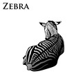 colored zebra lying down vector illustration colored zebra lying down vector illustration
