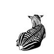 black and white zebra lying down illustration black and white zebra lying down illustration