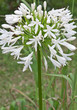 agapanthe, agapanthus, lis du nil