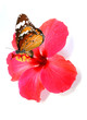 Kamla's hibiscus of bliss