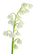 Fleurs de muguet détouré