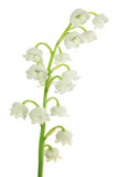 Fleurs de muguet d�tour�