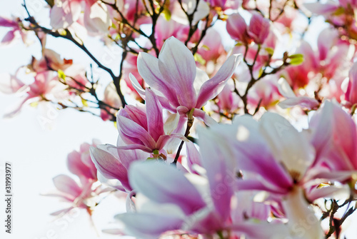 Foto: blooming magnolia blooming magnolia