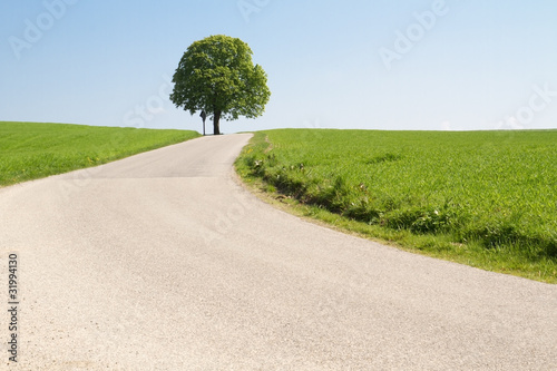 Photo: Kastanienbaum an einer Landstraße Kastanienbaum an einer Landstraße