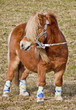 pony kid