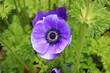 Photo: Purple anemone flower Purple anemone flower