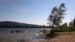 The movement of the tree