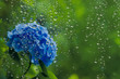 窓ガラスと紫陽花