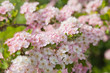 hawthorn hawthorn