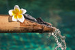 Fontaine bambou et fleur de frangipanier