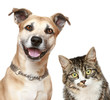 Dog and cat on a white background