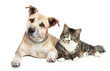 Staffordshire terrier puppy and cat