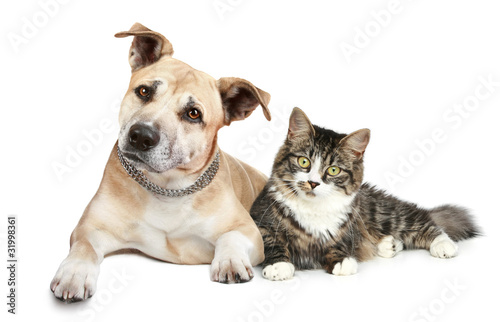 Foto: Staffordshire terrier puppy and cat Staffordshire terrier puppy and cat