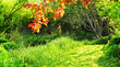 lush grass