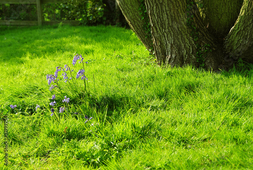 Photo: woodland bluebells woodland bluebells