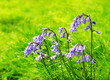 Bluebells