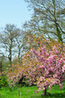 Cherry blossom
