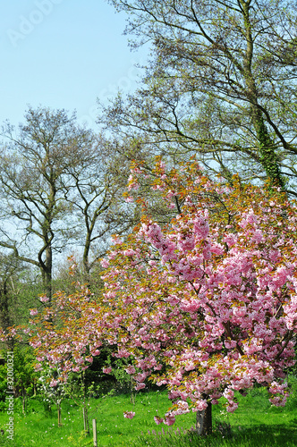 Photo: Cherry blossom Cherry blossom