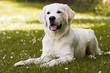 Golden Retriever Welpen