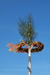 Maibaum