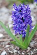 Hyacinth flower