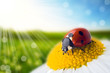 flower and nature spring bokeh background flower and nature spring bokeh background