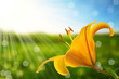 flower and nature spring bokeh background flower and nature spring bokeh background
