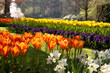 Flamy orange tulips in spring park