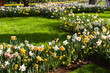 White and yellow daffodils in spring
