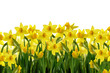 spring flowers spring flowers