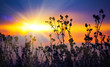 withered agrimony at autumn sunset