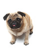 sitting pug
