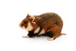 European hamster