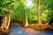 Mangroves