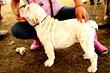 bulldog americano