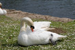 Swan