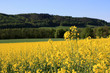 rape field in front of the forest