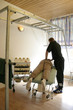 Massage im Sport - Reha Massage im Sport - Reha