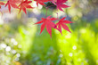 紅葉