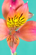 belle fleur de printemps