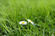 gänseblümchen