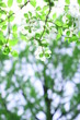 花水木