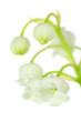 Fleurs de muguet Fleurs de muguet