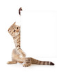 kitten isolated with placard or banner for your text kitten isolated with placard or banner for your text