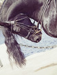 portrait of frisian horse