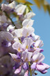 Wisteria Macro Wisteria Macro