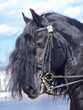 portrait of frisian horse