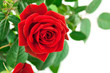 red rose with green leaves