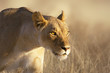 Lioness portrait